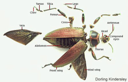 kafka cockroach